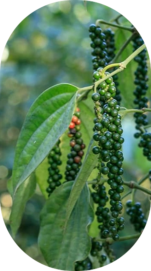 Beyond Eco Living, Adimali, Idukki, Kerala